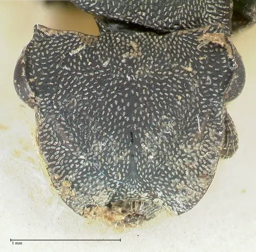 Cephalotes basalis specimen FOCOL2145 image focol2145_2