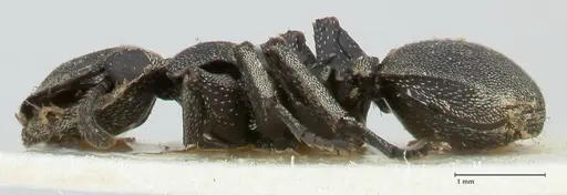 Cephalotes basalis specimen FOCOL2145 image focol2145_3