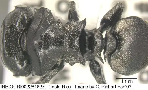 Cephalotes basalis specimen INBIOCRI002281627 image inbiocri002281627_1