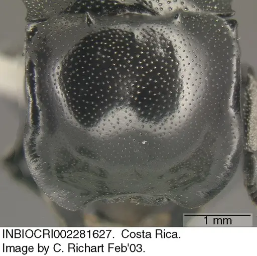 Cephalotes basalis specimen INBIOCRI002281627 image inbiocri002281627_2