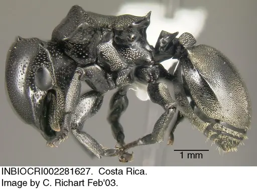 Cephalotes basalis specimen INBIOCRI002281627 image inbiocri002281627_3