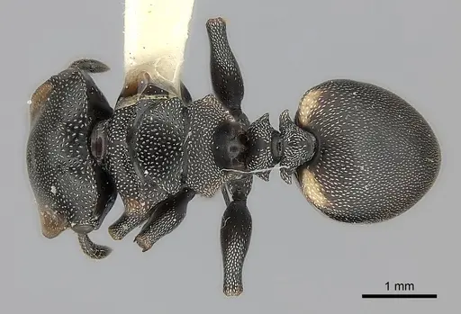 Cephalotes biguttatus specimen CASENT0217834 image casent0217834_1