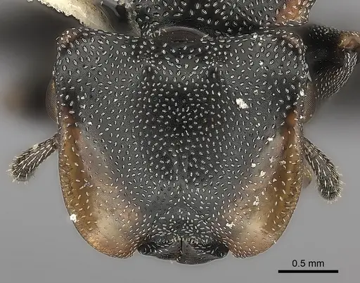 Cephalotes biguttatus specimen CASENT0217834 image casent0217834_2