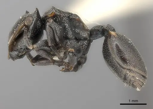 Cephalotes biguttatus specimen CASENT0217834 image casent0217834_3