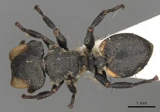 Cephalotes biguttatus specimen CASENT0900242 image casent0900242_1