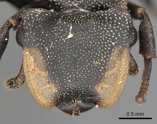 Cephalotes biguttatus specimen CASENT0900242 image casent0900242_2