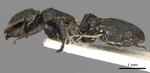 Cephalotes biguttatus specimen CASENT0900242 image casent0900242_3