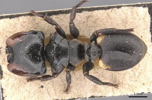 Cephalotes biguttatus specimen CASENT0904909 image casent0904909_1