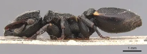 Cephalotes biguttatus specimen CASENT0904909 image casent0904909_3