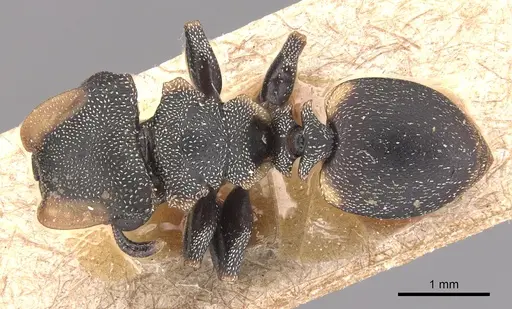 Cephalotes biguttatus specimen CASENT0904910 image casent0904910_1