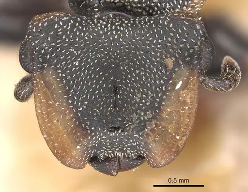 Cephalotes biguttatus specimen CASENT0904910 image casent0904910_2