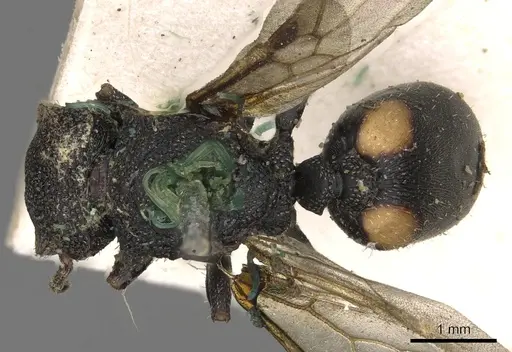 Cephalotes bimaculatus specimen CASENT0900247 image casent0900247_1