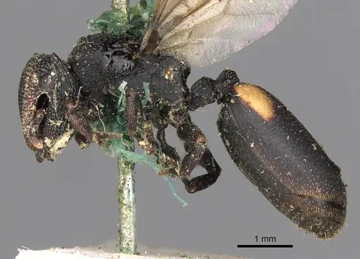 Cephalotes bimaculatus specimen CASENT0900247 image casent0900247_3