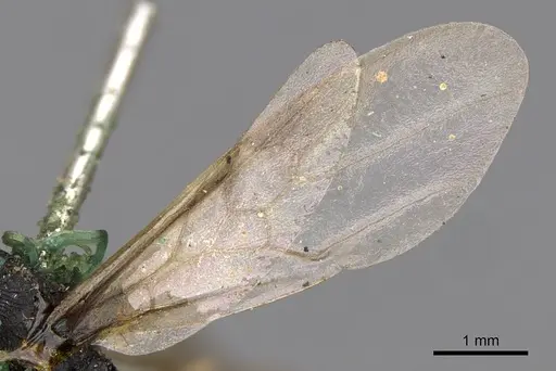 Cephalotes bimaculatus specimen CASENT0900247 image casent0900247_4