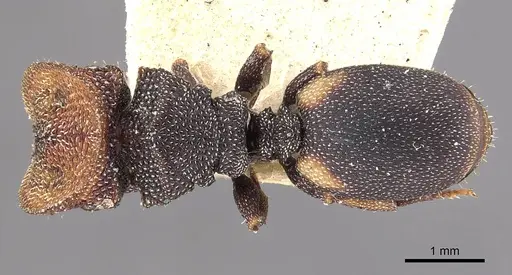 Cephalotes bimaculatus specimen CASENT0909279 image casent0909279_1