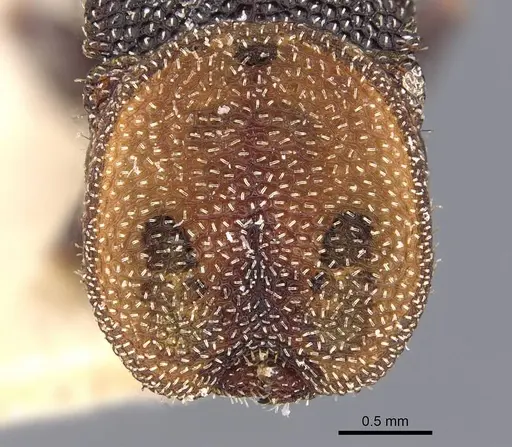 Cephalotes bimaculatus specimen CASENT0909279 image casent0909279_2