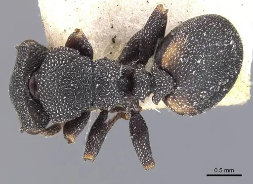 Cephalotes bimaculatus specimen CASENT0909280 image casent0909280_1