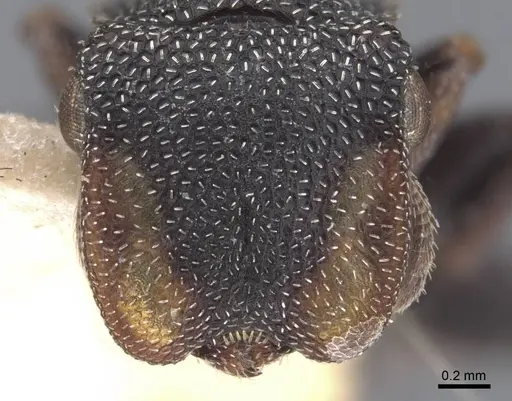 Cephalotes bimaculatus specimen CASENT0909280 image casent0909280_2