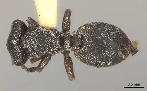 Cephalotes bivestitus specimen CASENT0217835 image casent0217835_1