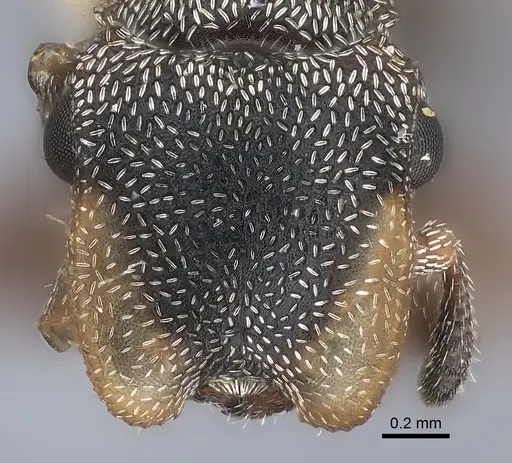 Cephalotes bivestitus specimen CASENT0217835 image casent0217835_2