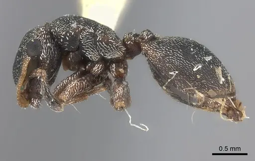 Cephalotes bivestitus specimen CASENT0217835 image casent0217835_3