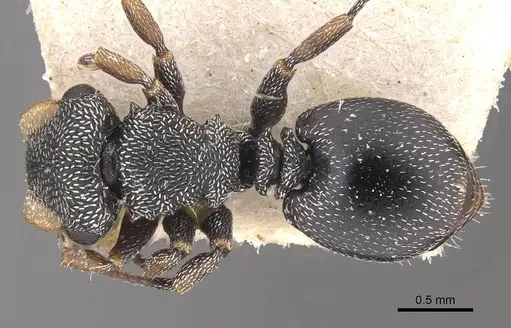 Cephalotes bivestitus specimen CASENT0909288 image casent0909288_1