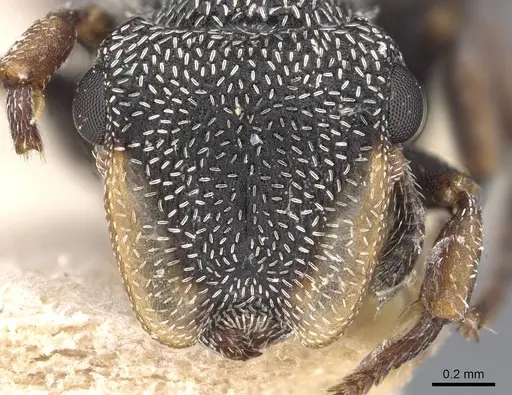 Cephalotes bivestitus specimen CASENT0909288 image casent0909288_2