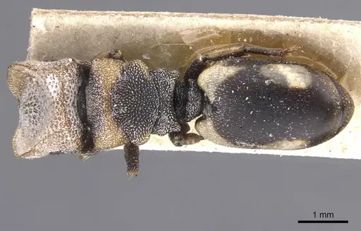 Cephalotes bivestitus specimen CASENT0912588 image casent0912588_1