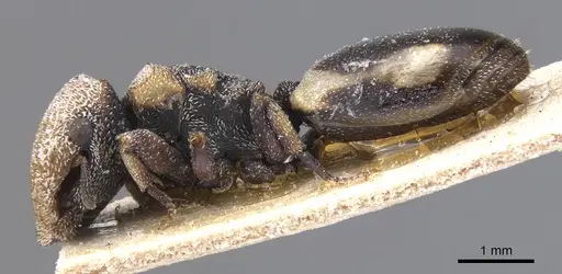 Cephalotes bivestitus specimen CASENT0912588 image casent0912588_3