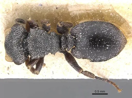 Cephalotes bivestitus specimen CASENT0912589 image casent0912589_1