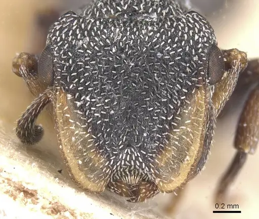 Cephalotes bivestitus specimen CASENT0912589 image casent0912589_2