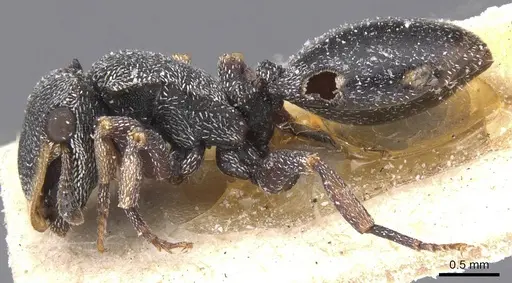 Cephalotes bivestitus specimen CASENT0912589 image casent0912589_3