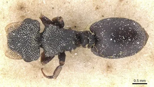 Cephalotes bivestitus specimen CASENT0912597 image casent0912597_1