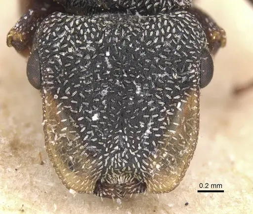 Cephalotes bivestitus specimen CASENT0912597 image casent0912597_2