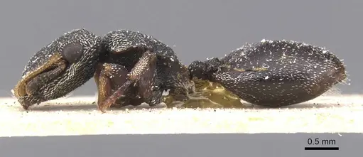 Cephalotes bivestitus specimen CASENT0912597 image casent0912597_3