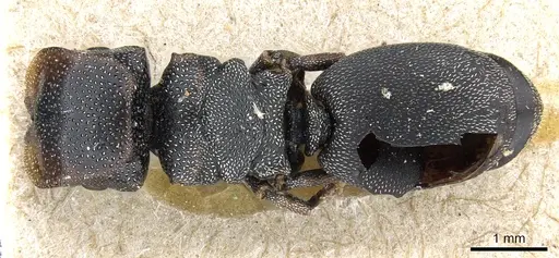 Cephalotes bohlsi specimen CASENT0904903 image casent0904903_1