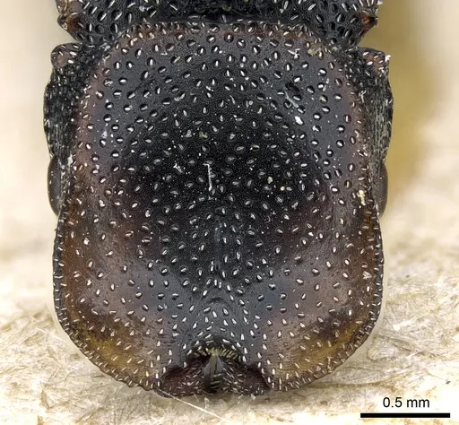 Cephalotes bohlsi specimen CASENT0904903 image casent0904903_2