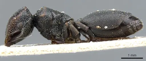 Cephalotes bohlsi specimen CASENT0904903 image casent0904903_3