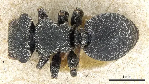 Cephalotes bohlsi specimen CASENT0904904 image casent0904904_1