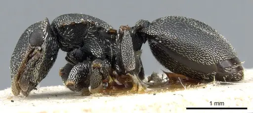 Cephalotes bohlsi specimen CASENT0904904 image casent0904904_3