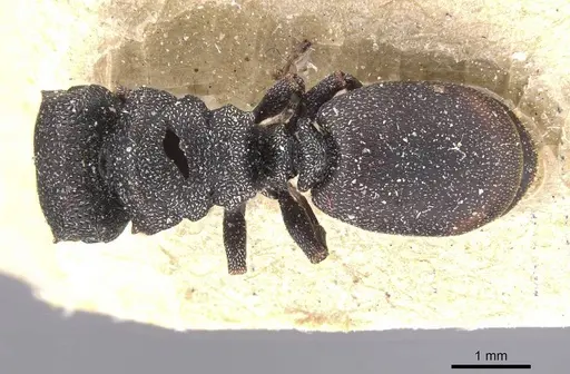 Cephalotes bohlsi specimen CASENT0912590 image casent0912590_1