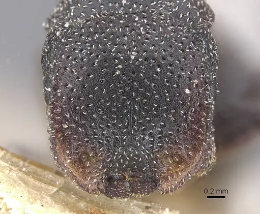 Cephalotes bohlsi specimen CASENT0912590 image casent0912590_2