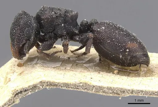 Cephalotes bohlsi specimen CASENT0912590 image casent0912590_3