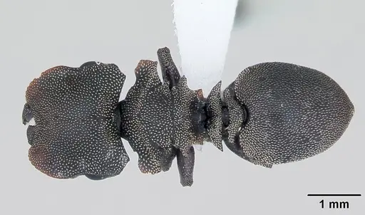 Cephalotes borgmeieri specimen CASENT0173664 image casent0173664_1
