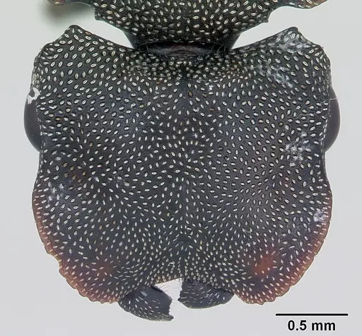 Cephalotes borgmeieri specimen CASENT0173664 image casent0173664_2