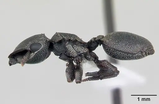 Cephalotes borgmeieri specimen CASENT0173664 image casent0173664_3
