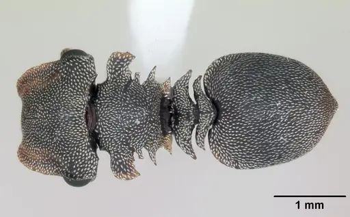 Cephalotes borgmeieri specimen CASENT0173665 image casent0173665_1
