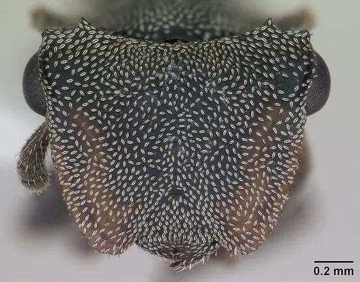Cephalotes borgmeieri specimen CASENT0173665 image casent0173665_2