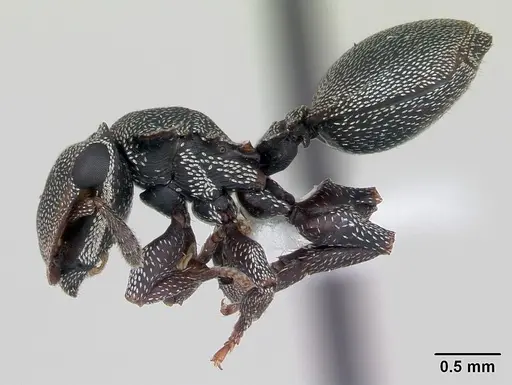 Cephalotes borgmeieri specimen CASENT0173665 image casent0173665_3