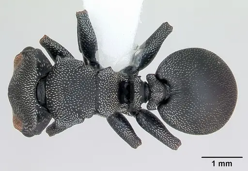 Cephalotes bruchi specimen CASENT0173666 image casent0173666_1
